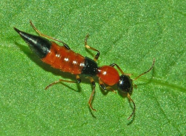 隱翅蟲防治 隱翅蟲防治