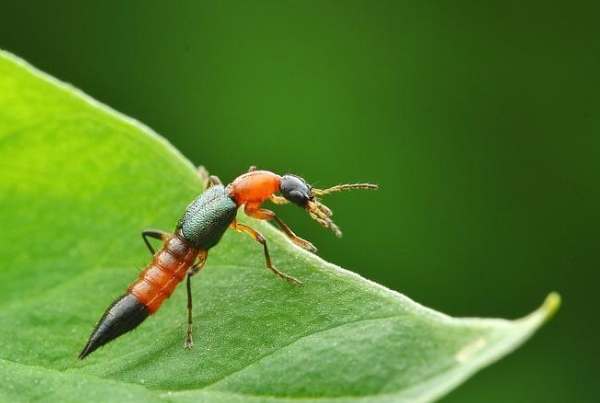 隱翅蟲習性 隱翅蟲習性