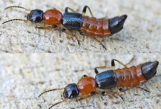 隱翅蟲環境因素 隱翅蟲環境因素