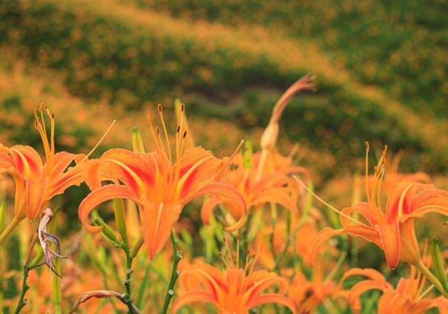 台東太麻里旅遊