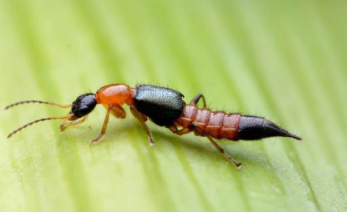 隱翅蟲危害 隱翅蟲危害