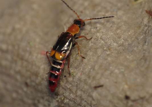 隱翅蟲防治 隱翅蟲防治