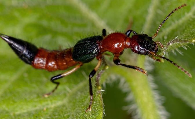 隱翅蟲攻擊 隱翅蟲攻擊