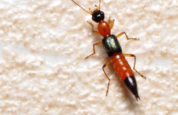 隱翅蟲飛行 隱翅蟲飛行