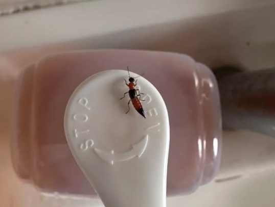 隱翅蟲出現原因 隱翅蟲出現原因