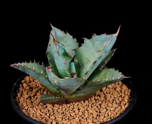 龍舌蘭栽培方法 龍舌蘭栽培方法