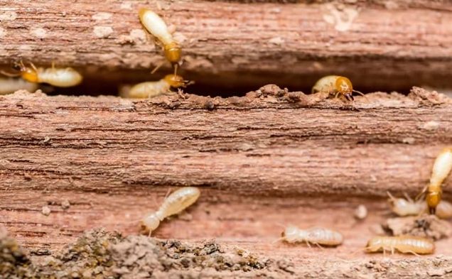 白蟻去除技巧 白蟻去除技巧