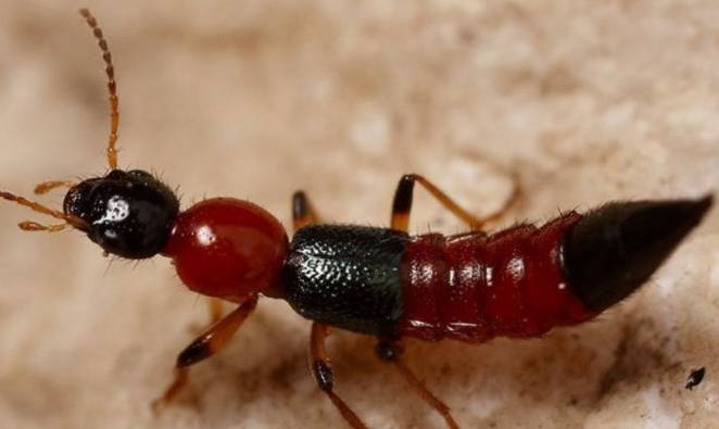 隱翅蟲處理 隱翅蟲處理