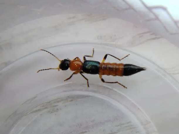 天然防蟲秘方 天然防蟲秘方