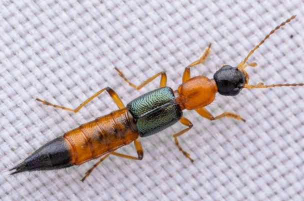 精油驅蟲方法 精油驅蟲方法