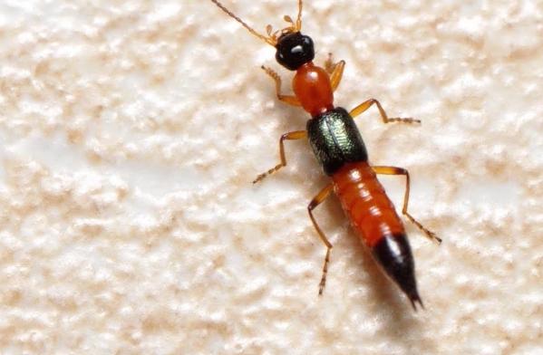 酒精驅蟲效果 酒精驅蟲效果