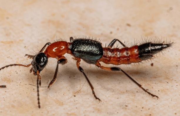 隱翅蟲環境因素 隱翅蟲環境因素