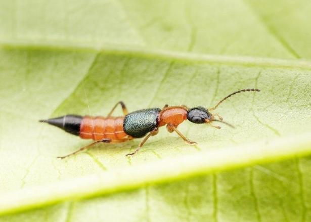 隱翅蟲習性 隱翅蟲習性