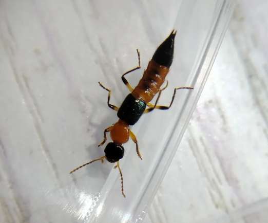 天然防蟲秘方 天然防蟲秘方