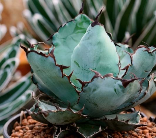 龍舌蘭品種控制 龍舌蘭品種控制