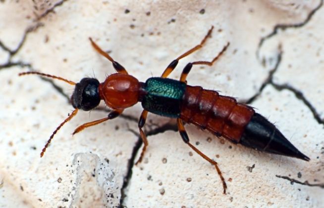 家裡隱翅蟲 家裡隱翅蟲