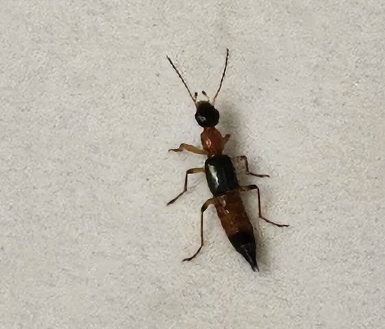 隱翅蟲出現原因 隱翅蟲出現原因