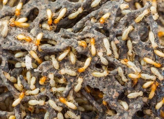 自己除白蟻方法 自己除白蟻方法