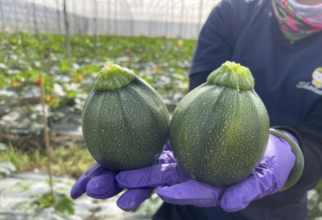 櫛瓜品種介紹 櫛瓜品種介紹