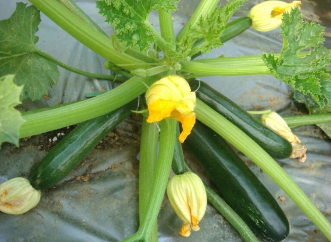 櫛瓜種植方法 櫛瓜種植方法