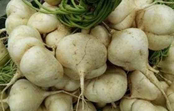 豆薯食用方法 豆薯食用方法