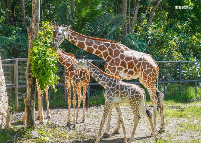 宿霧動物園門票 宿霧動物園門票