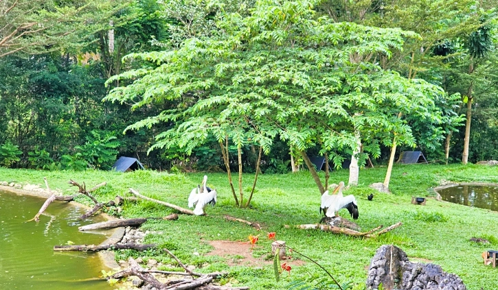 宿霧動物園門票 宿霧動物園門票