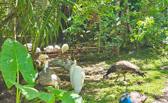 宿霧旅遊景點 宿霧旅遊景點