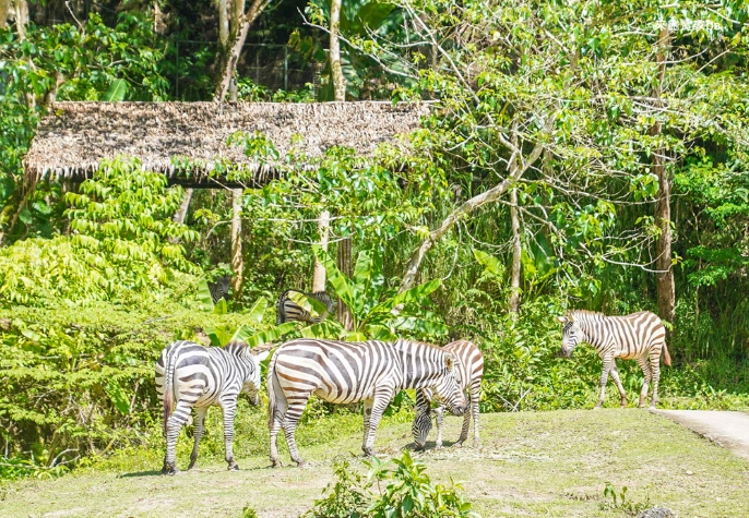 宿霧動物園門票 宿霧動物園門票