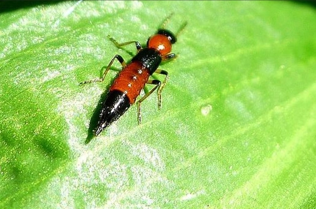 隱翅蟲皮膚炎怎麼辦 隱翅蟲皮膚炎怎麼辦