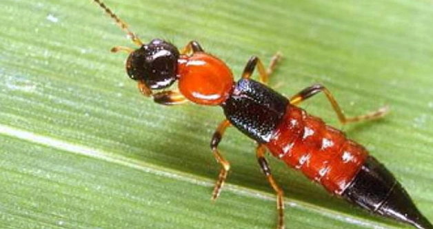 隱翅蟲預防方法 隱翅蟲預防方法