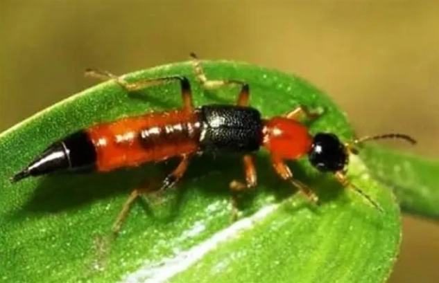 隱翅蟲皮膚炎怎麼辦 隱翅蟲皮膚炎怎麼辦