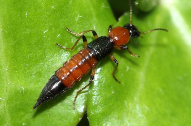 隱翅蟲皮膚炎怎麼辦 隱翅蟲皮膚炎怎麼辦