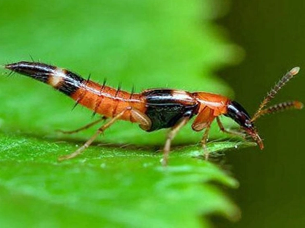 隱翅蟲預防方法 隱翅蟲預防方法