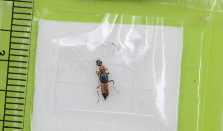 蟲咬水泡處理 蟲咬水泡處理