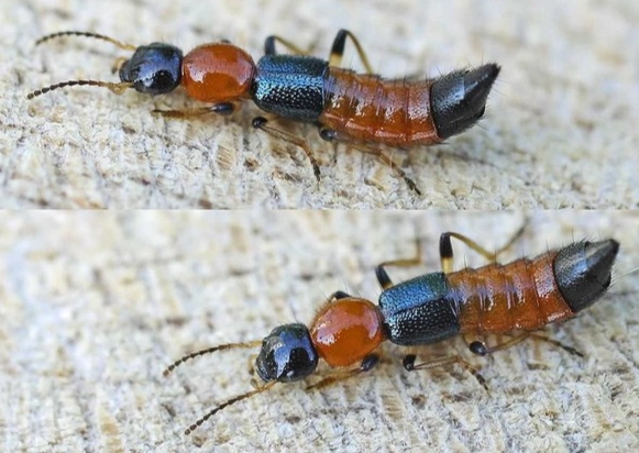 隱翅蟲處理方法