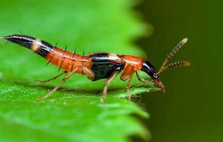 隱翅蟲咬人 隱翅蟲咬人