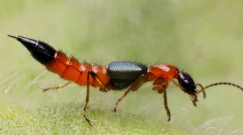 隱翅蟲傷口藥膏