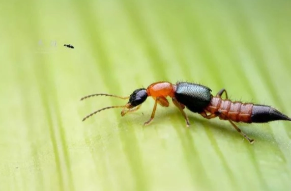 隱翅蟲皮膚炎處理