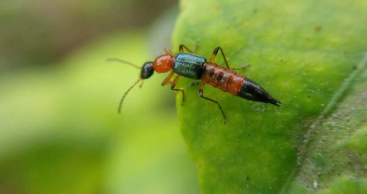 隱翅蟲防治 隱翅蟲防治