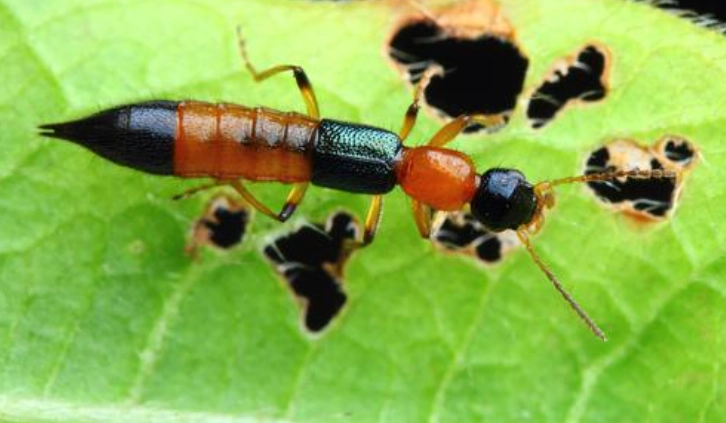 隱翅蟲防治 隱翅蟲防治