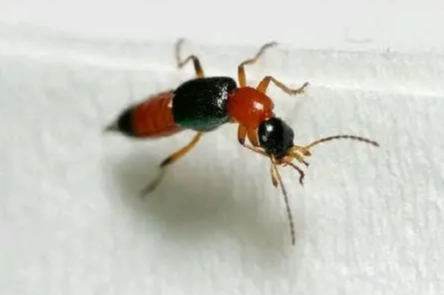 隱翅蟲咬傷治療