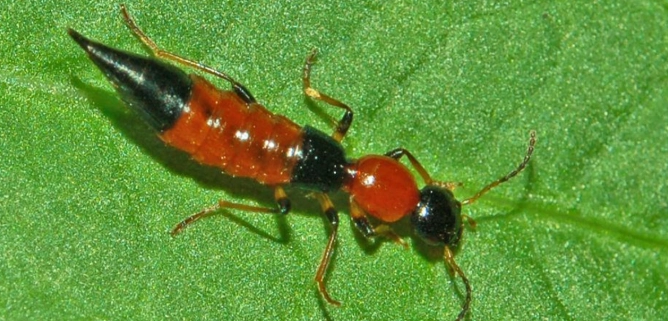 隱翅蟲皮膚炎症狀