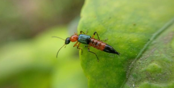 隱翅蟲皮膚炎急救