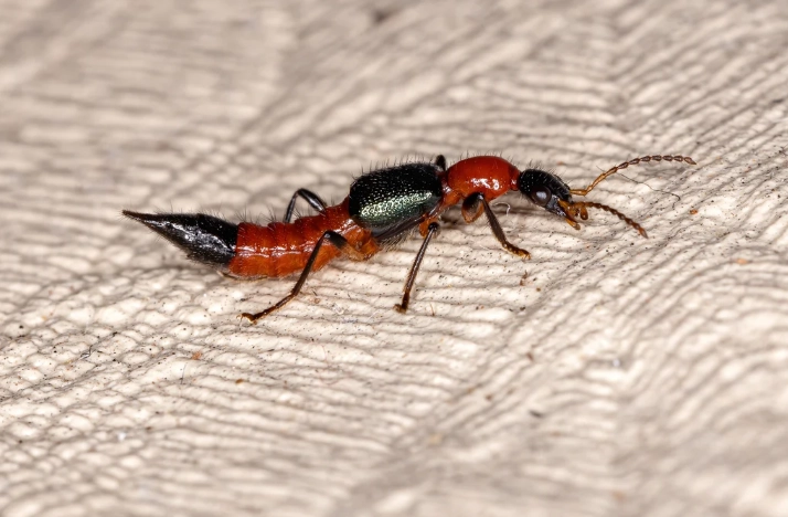 隱翅蟲咬傷治療