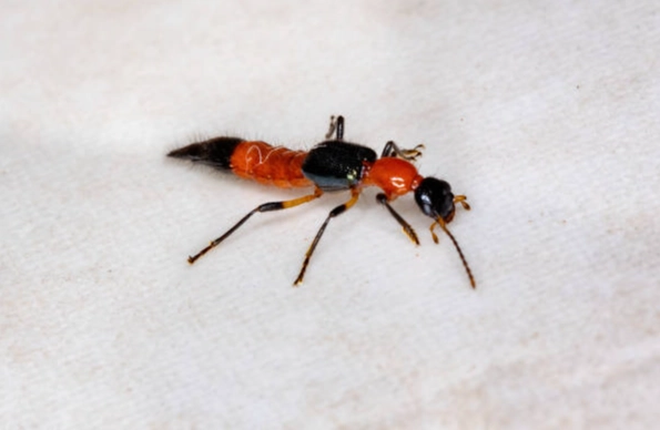 隱翅蟲皮膚炎症狀