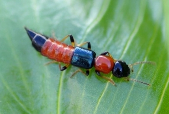 隱翅蟲皮膚炎急救