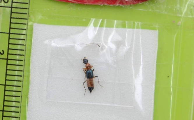 隱翅蟲傷口傳染 隱翅蟲傷口傳染