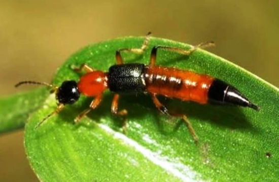 隱翅蟲皮膚炎 隱翅蟲皮膚炎