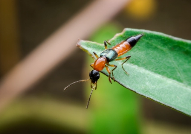 隱翅蟲皮膚炎處理